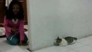 Funy cat 6