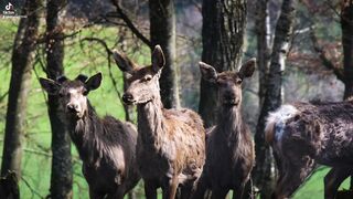 Cerf en forêt