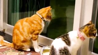 Funny cats songs