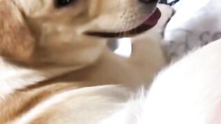 funny pet 2