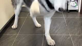 cute pet 4