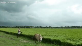 Desi mahol 2