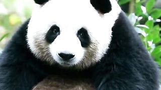 #panda#pandas#pandapuppy#pandaexpress#pandababy#panda#foryou#cute 3