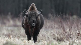 Encontro com os Bisontes: Presenciando a Majestade da Vida Selvagem