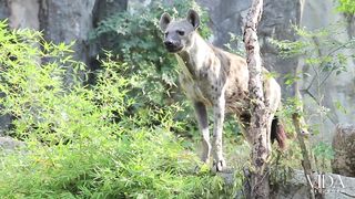 Desvendando os Segredos da Hiena: O Predador Cômico da Savana