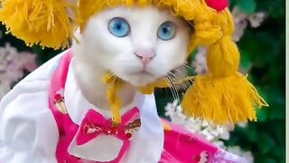 Cute cats 11