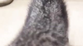 КОТКИ 21