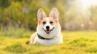 New One Funny animals - Funny cats / dogs - Funny videos  -  Bast Part