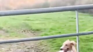 Wee #foryou #foryoupage #tiktok #wee #funny #dog #animals #4u #xyzbca #fypage #fail #fyp #viral