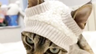 Funny cat videos  | that only cats can bring!