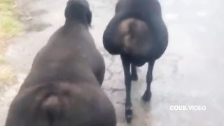 Funny video