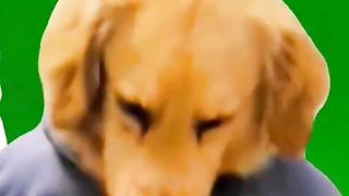 Funny vidéos ???????????? 2