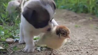 Choza and Dog