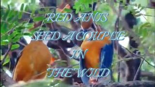 RED ANIS SEED A COUPLE IN THE WILD