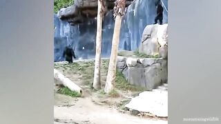 The Funniest Monkey Videos That Will Make You Laugh Hard