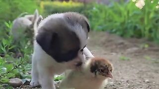 THE LETTIL DOG AK LOVER