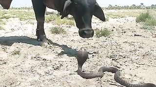 THE KACHER SNAIK