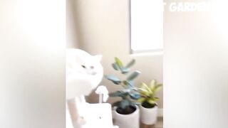 Funny Animal Videos 2023 ???? Funniest Dogs and Cute Cats ????????
