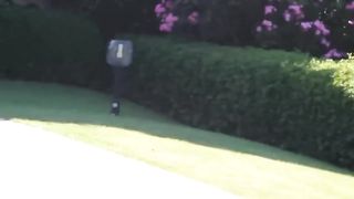 Funny Animal 2023 ???? Funniest Cats and Dogs ???????? 3