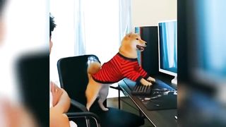 Funny Dogs Reaction Moments - Funniest Animals Video ????????