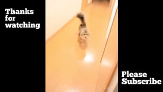 Funny Animals bloopers compilation 1