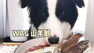 Dog eating video, eating very fragrant