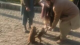 Little monkey @pakistanisairsapatee