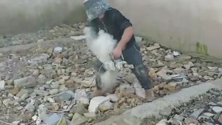 Very Funny video 3