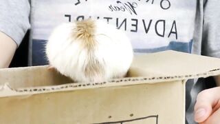 Don't throw away the popsicle. Make a big house for the hamster.