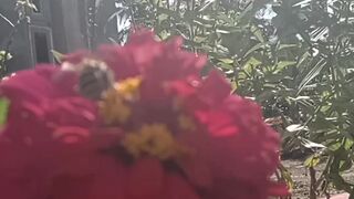 Beautiful flowers 15