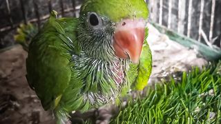 Mobile photography with beautiful perrots