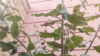 Birds hone