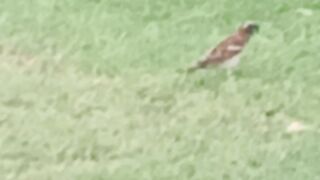 Bird Lali