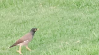 Birds in Park