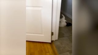 Funniest Animal Videos ???? - Funny Cats invited to the Dog Party #5 2