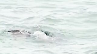 Amazing Eagle