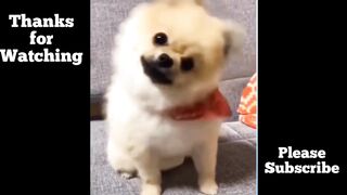 Funny Animals Compilation 2 2