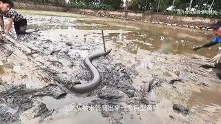 池塘里面的巨型黄#