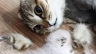 Pussy behavior of cats