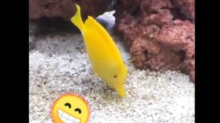 Funny fish dance