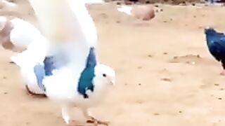 entertainment compilation 57