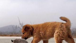 The small animals in the countryside