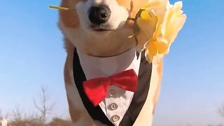 Funny animals 64