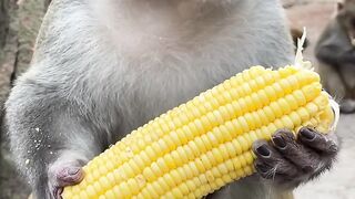 Monkeys eat corn