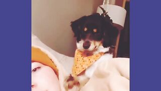 Funniest Animals 2023 | Funny Cats and Dogs Videos #animals #viral #pet