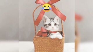 Funny Animals Videos 2023 3