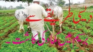 Old Way Of Ploughing and Cultivation of Sugarcane Process