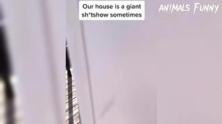 Funny Animals Videos 4