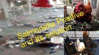 Salmonela Positive CRD in Poultry and Its Quick Solution In Urdu Hindi