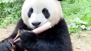 Pandas eat